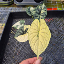 Load image into Gallery viewer, Alocasia dragon scale albo Exact Plant Ships Nationwide
