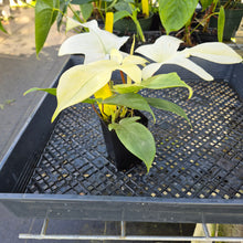 Load image into Gallery viewer, Philodendron Florida Ghost, Exact Plant Ships Nationwide
