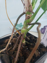 Load image into Gallery viewer, Anthurium Balaoanum &quot;Dussii&quot; 4&quot; pot, ships nationwide
