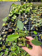 Load image into Gallery viewer, Philodendron Spiritus Sancti 2.5" pot, Fedex 2day*
