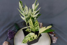 Load image into Gallery viewer, Variegated Epipremnum Pinnatum Marble Exact Plant
