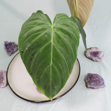 Load image into Gallery viewer, Philodendron Splendid, small plant Shipped Nationwide
