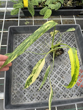 Load image into Gallery viewer, Philodendron Holtonianum Variegated exact plant, Fedex 2day*
