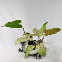 Load image into Gallery viewer, Philodendron Whipple Way, Exact Plant Ships Nationwide
