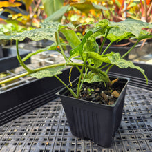 Load image into Gallery viewer, Syngonium Mojito, Exact Plant Variegated Ships Nationwide
