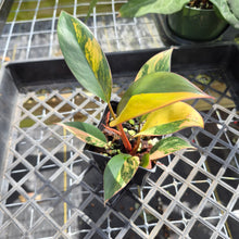 Load image into Gallery viewer, Philodendron Red Congo, Exact Plant Variegated Ships Nationwide
