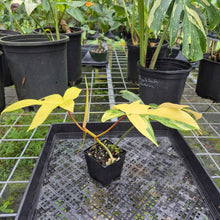 Load image into Gallery viewer, Philodendron Florida Beauty, Exact Plant Variegated
