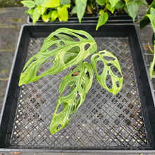 Load image into Gallery viewer, Monstera Adansonii Mint &quot;Indonesia&quot;, Exact Plant Variegated Ships Nationwide
