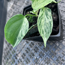 Load image into Gallery viewer, Philodendron Hederaceum, Heart Leaf, Exact Plant Variegated Ships Nationwide
