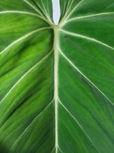Load image into Gallery viewer, Gloriosum XL, exact plant, Philodendron, ships nationwide
