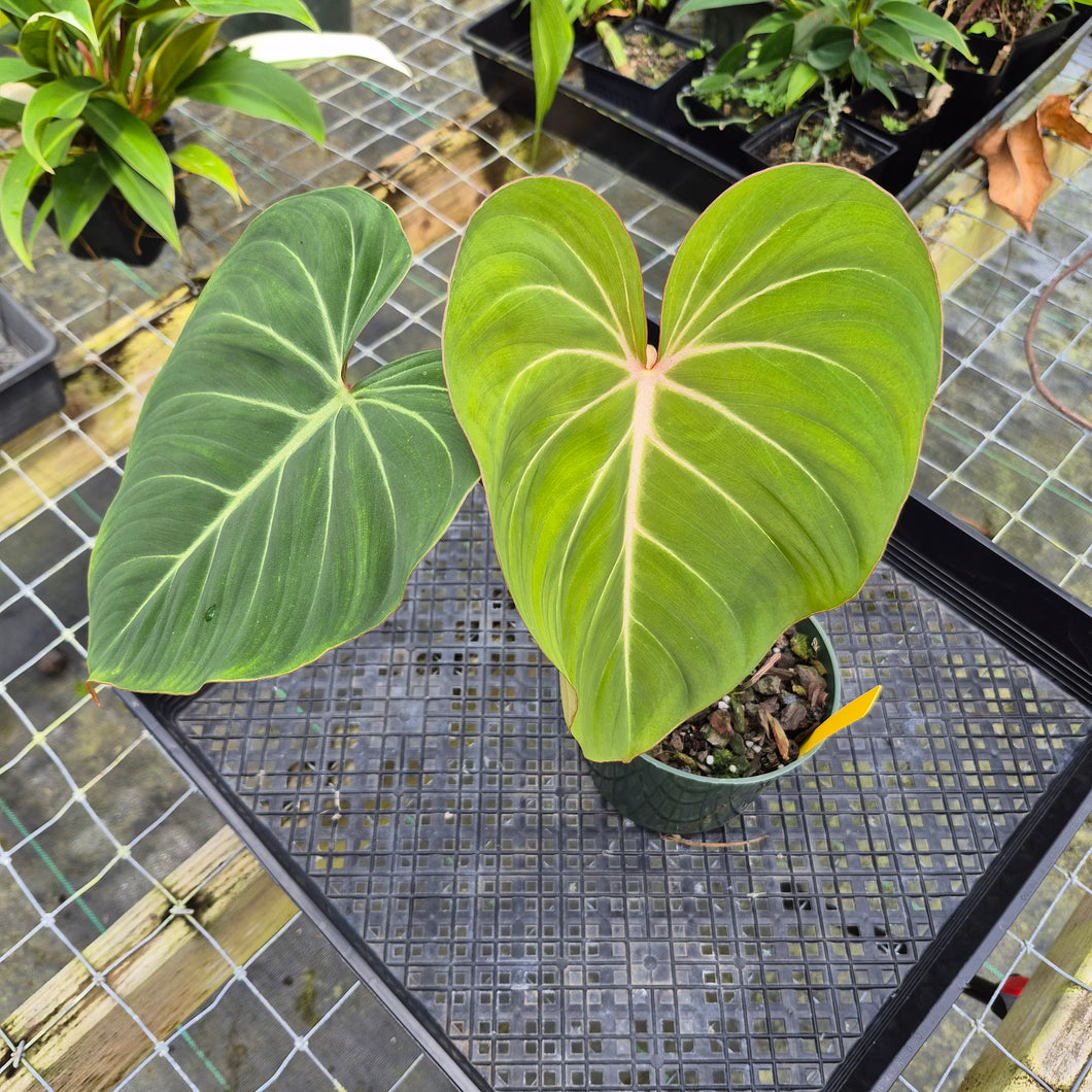 Philodendron Gloriosum, Pink Veined Back, Exact Plant
