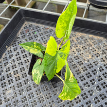 Load image into Gallery viewer, Syngonium Aurea, Exact Plant Variegated Ships Nationwide
