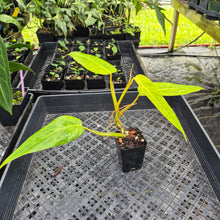 Load image into Gallery viewer, Philodendron Goldiana, Exact Plant Ships Nationwide
