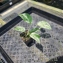 Load image into Gallery viewer, Epipremnum Pinnatum Marble, Exact Plant Variegated Ships Nationwide
