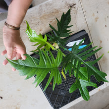 Load image into Gallery viewer, Philodendron Florida Beauty X Tortum, Exact Plant green Form Ships Nationwide
