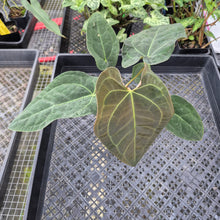 Load image into Gallery viewer, Anthurium Ace Of Spades X Papillilaminum, Exact Plant Ships Nationwide
