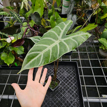 Load image into Gallery viewer, Alocasia Longiloba Lowii, Exact Plant
