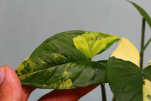 Load image into Gallery viewer, Variegated Syngonium Aurea Exact Plant Ships nationwide
