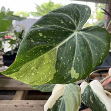 Load image into Gallery viewer, Philodendron Gloriosum variegated type 2, exact plant, Fedex 2day*
