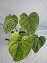Load image into Gallery viewer, Pastazanum, exact plant, Philodendron, ships nationwide
