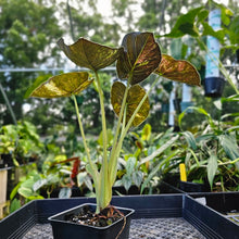 Load image into Gallery viewer, Alocasia Wentii, Exact Plant Variegated
