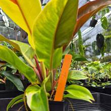 Load image into Gallery viewer, Philodendron Red Moon. not Yellow Flame, Exact Plant Variegated
