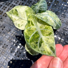 Load image into Gallery viewer, Alocasia Ninja, Exact Plant Variegated Ships Nationwide

