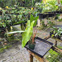 Load image into Gallery viewer, Philodendron Sp. Napo, Betsyii exact plant, Fedex 2day*
