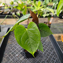 Load image into Gallery viewer, Anthurium Red Beauty, Exact Plant Ships Nationwide
