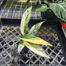 Load image into Gallery viewer, Rhaphidophora Lobbii, Exact Plant Variegated Ships Nationwide
