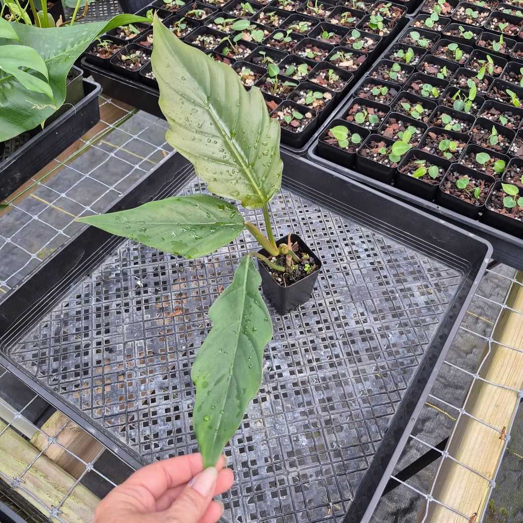 Philodendron Pluto Caramel Marble, Exact Plant Ships Nationwide