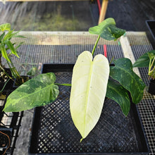 Load image into Gallery viewer, Philodendron Jose Buono, Exact Plant Variegated 4&quot; Ships Nationwide
