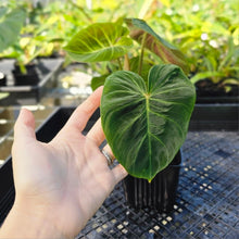 Load image into Gallery viewer, Philodendron Verrucosum Melon, Exact Plant 4&quot; Ships Nationwide
