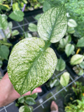 Load image into Gallery viewer, Monstera Deliciosa White Monster Variegated 2.5" Pot, Fedex 2 day*
