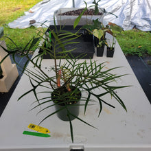 Load image into Gallery viewer, Philodendron Tortum, Exact Plant Ships Nationwide
