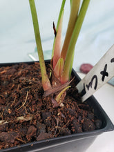 Load image into Gallery viewer, Anthurium Cupulispathum X Pedatum 4&quot; pot,, Fedex 2 day*
