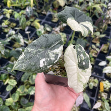 Load image into Gallery viewer, Alocasia Melo Albo variegated 2.5" pot, Fedex 2day*
