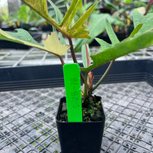 Load image into Gallery viewer, Philodendron Florida Beauty X Tortum, Exact Plant Variegated
