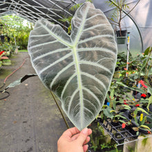 Load image into Gallery viewer, Alocasia Longiloba Lowii exact plant, Fedex 2day*
