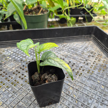 Load image into Gallery viewer, Monstera Siltepecana, Exact Plant Variegated Ships Nationwide
