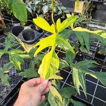 Load image into Gallery viewer, Philodendron Florida Beauty Variegated exact plant, Fedex 2day*
