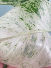 Load image into Gallery viewer, Giganteum Blizzard, exact plant, variegated Philodendron, ships nationwide
