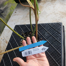Load image into Gallery viewer, Philodendron Polypodioides, Exact Plant Ships Nationwide

