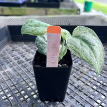 Load image into Gallery viewer, Scindapsus Peasun, Exact Plant Variegated Ships Nationwide
