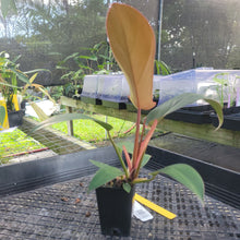 Load image into Gallery viewer, Philodendron Florida Bronze, Exact Plant Ships Nationwide
