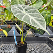 Load image into Gallery viewer, Alocasia Longiloba Lowii, Exact Plant Ships Nationwide
