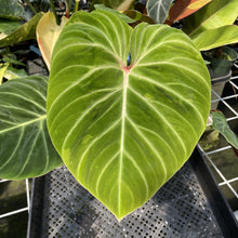 Load image into Gallery viewer, Philodendron Verrucosum Amazon Sunset exact plant, Fedex 2day
