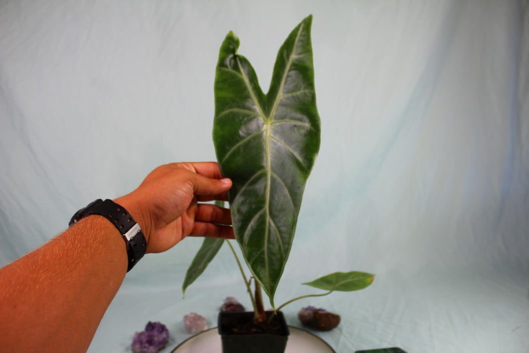 Alocasia Lowii Exact Plant