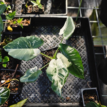 Load image into Gallery viewer, Alocasia Odora, Okinawa Silver, Exact Plant Variegated
