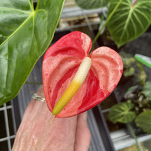 Load image into Gallery viewer, Anthurium Shibori Koi "orange speckled" exact plant, Fedex 2day*
